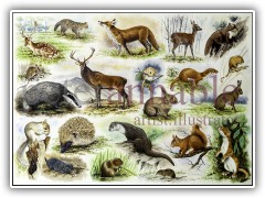 British Wildlife Jigsaw for House of Puzzles