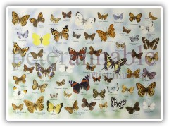 Butterfly Jigsaw for House of Puzzles